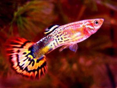 Assorted Guppy
