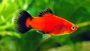 Assorted Platy