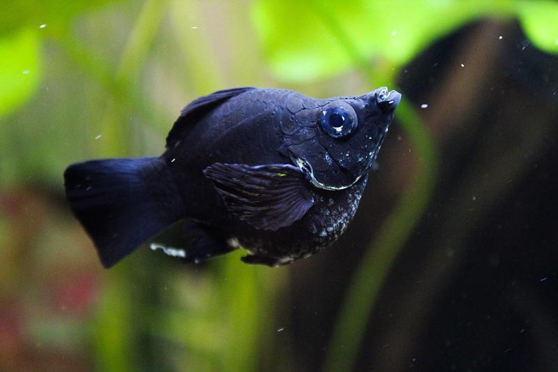 Black Balloon Molly
