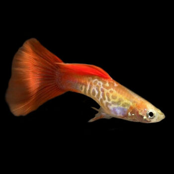 Blond Cobra Guppy