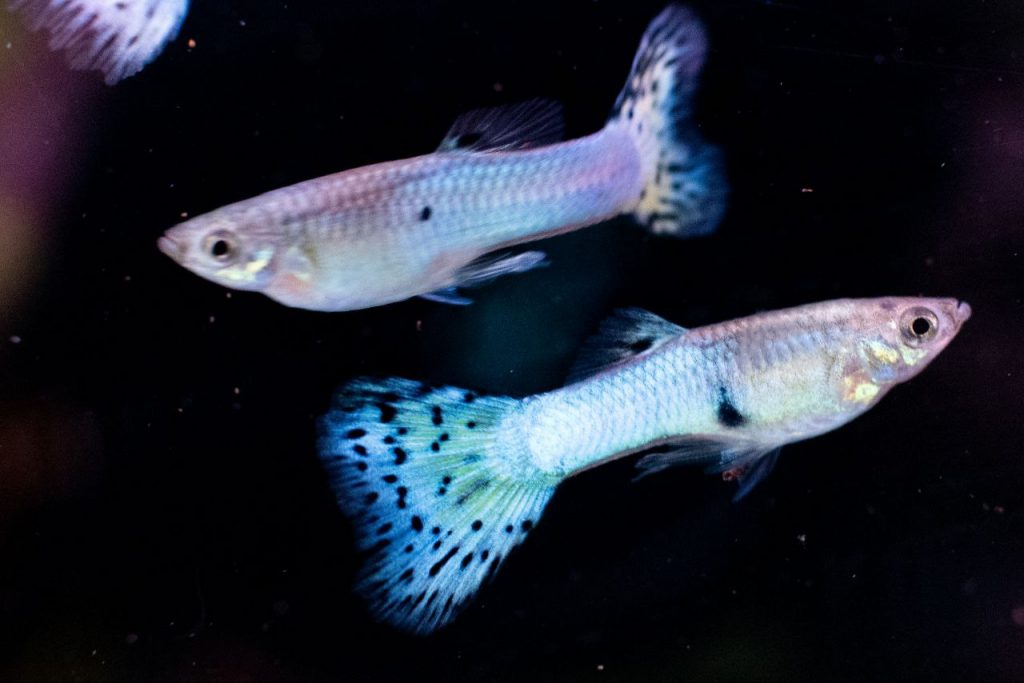 Bonista Cobra Guppy