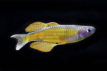 Bonistage Guppy
