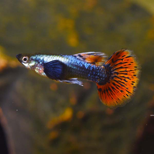 Elephant Ear Guppy