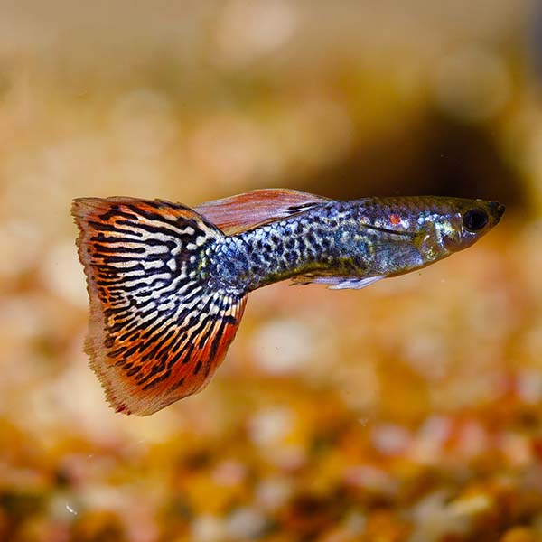 Elephant Pingu Guppy