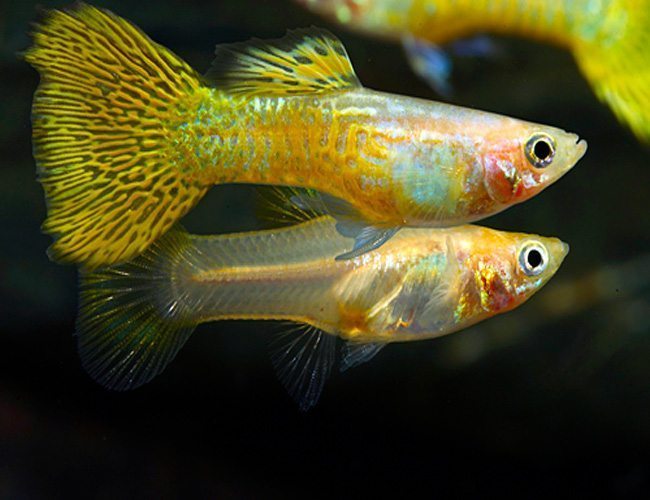 Golden Koi Guppy