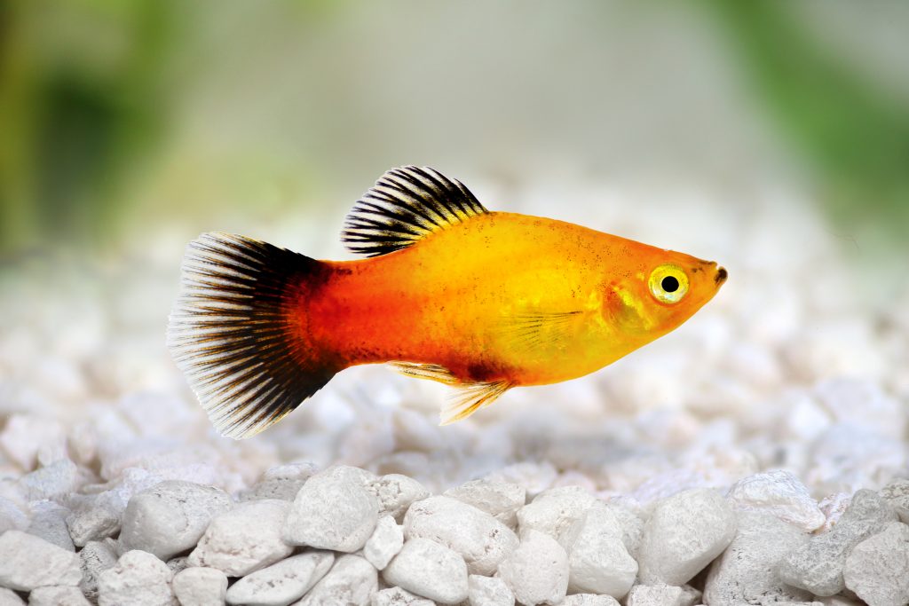 Hightin Platy