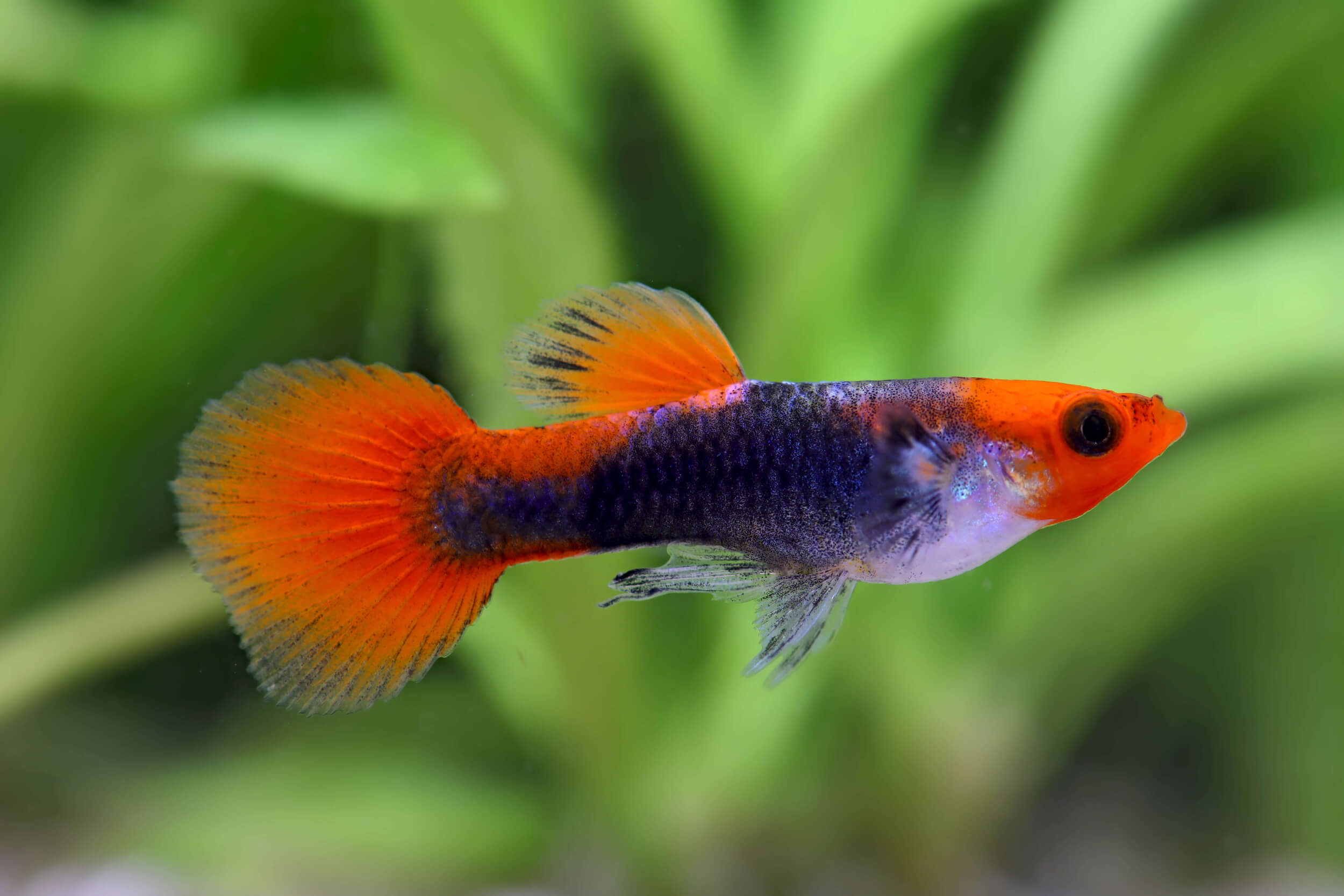 Koi Guppy