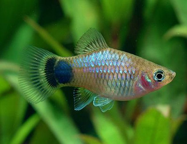 Mickey Mouse Platy