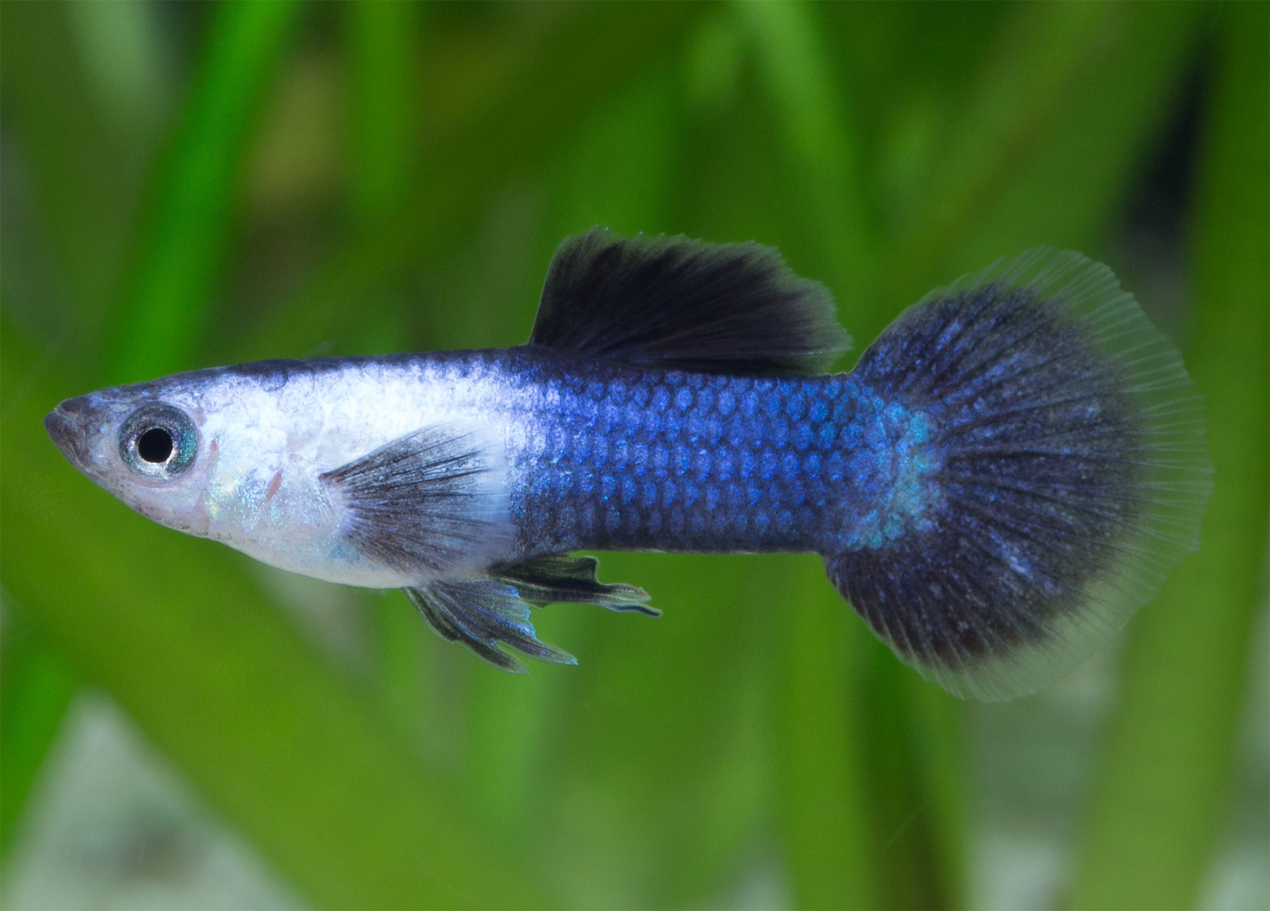 Panda Guppy