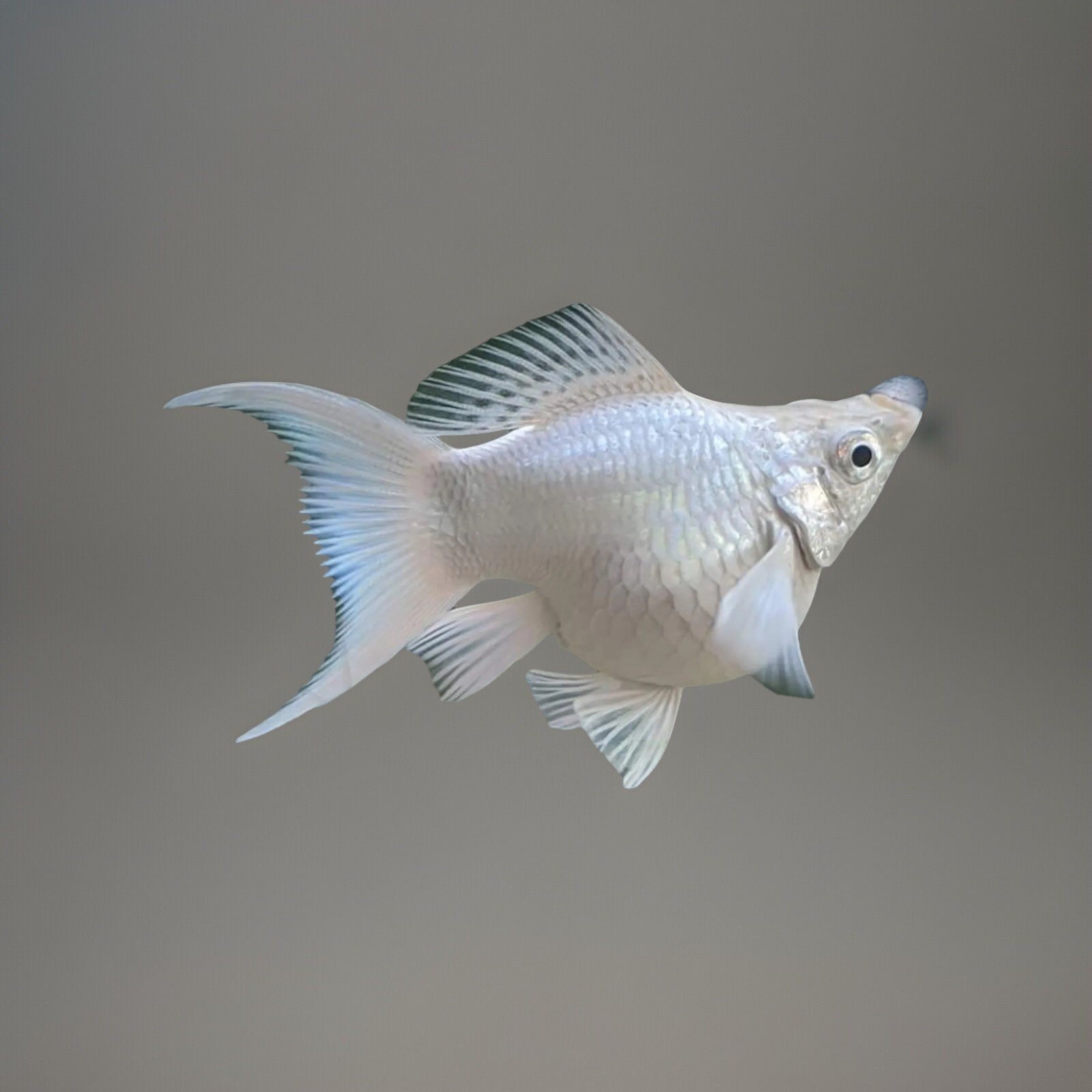 White Balloon Molly